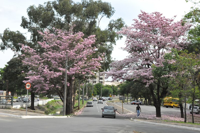 Município de Araras - Janeiro Roxo: Saúde realiza ações de