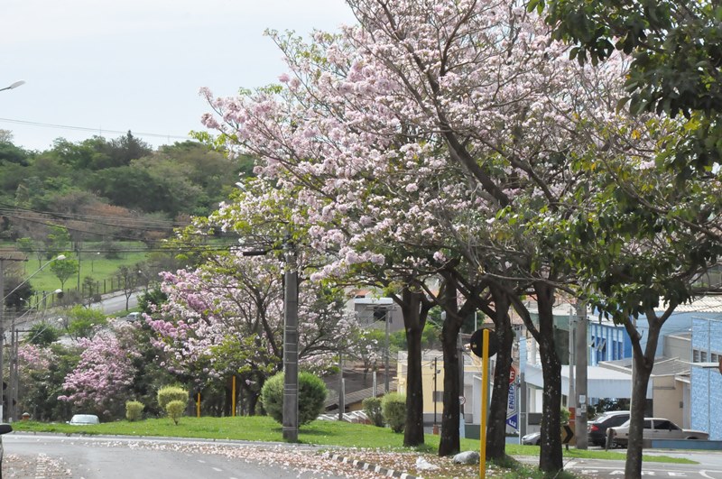 Município de Araras - Janeiro Roxo: Saúde realiza ações de